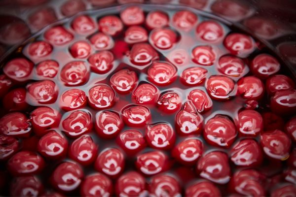 cerises amarena